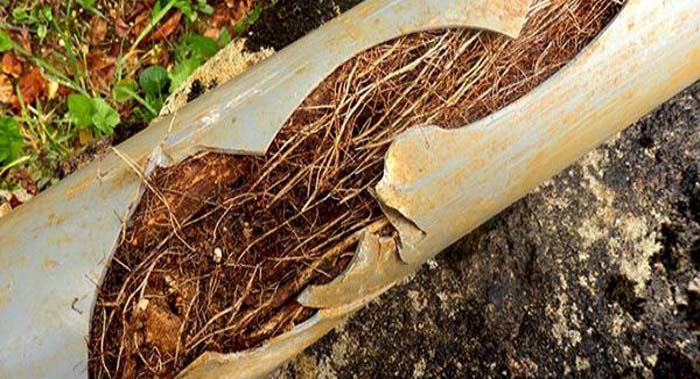 Professional Plumbers